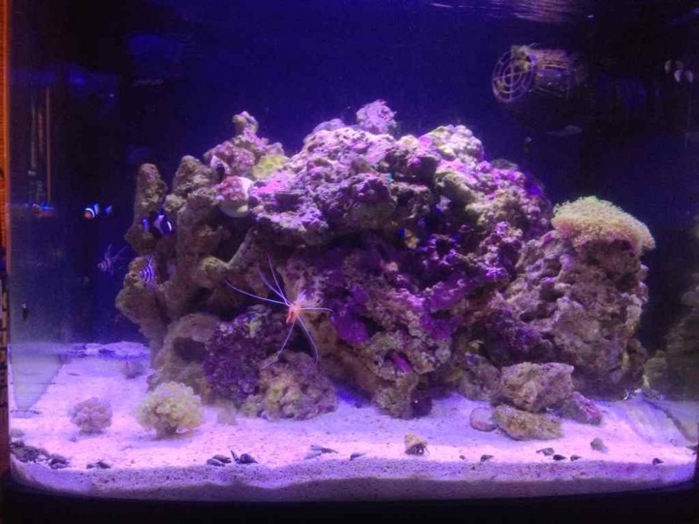 ImageUploadedByReef2Reef Aquarium Forum1365607017.596532.jpg