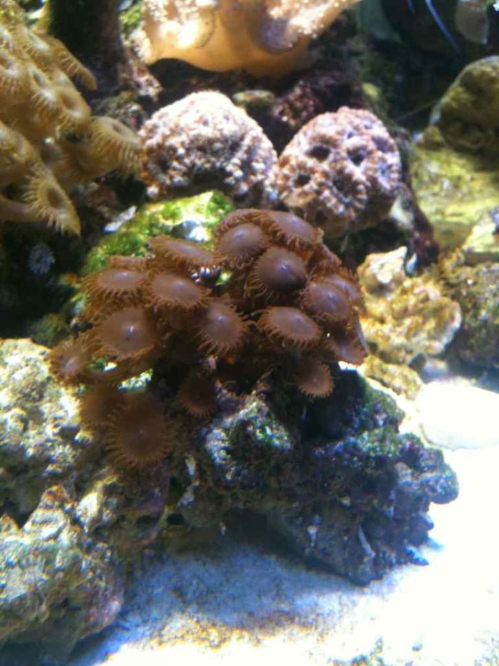 ImageUploadedByReef2Reef Aquarium Forum1365682244.838834.jpg