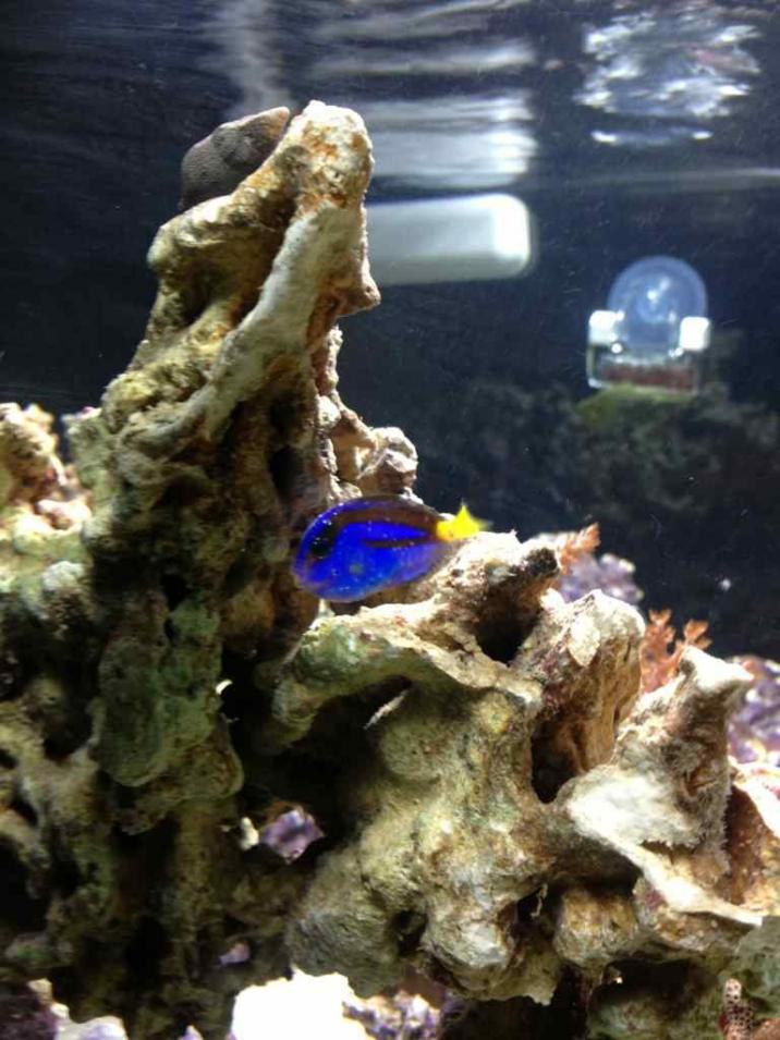 ImageUploadedByReef2Reef Aquarium Forum1365957396.697415.jpg