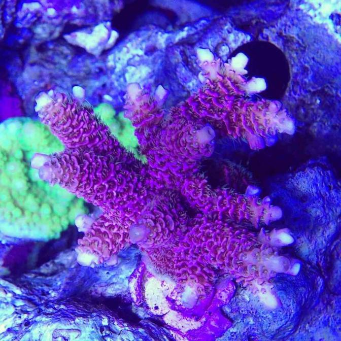 ImageUploadedByReef2Reef Aquarium Forum1367895742.921545.jpg