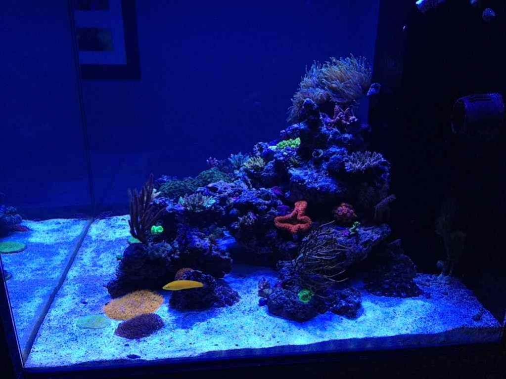 ImageUploadedByReef2Reef Aquarium Forum1367895778.671507.jpg