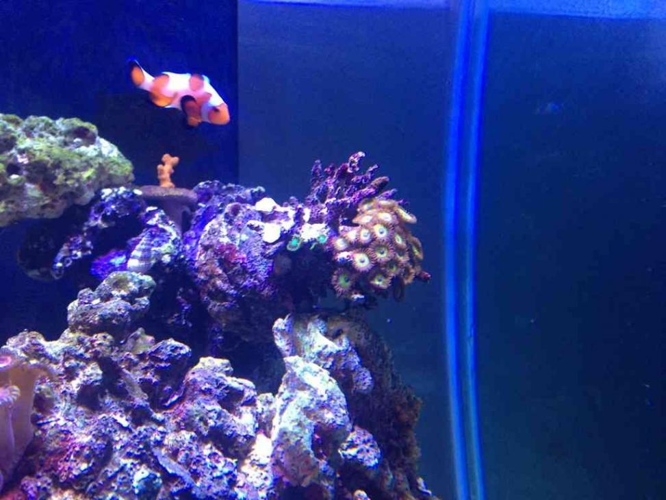 ImageUploadedByReef2Reef Aquarium Forum1367958979.223526.jpg