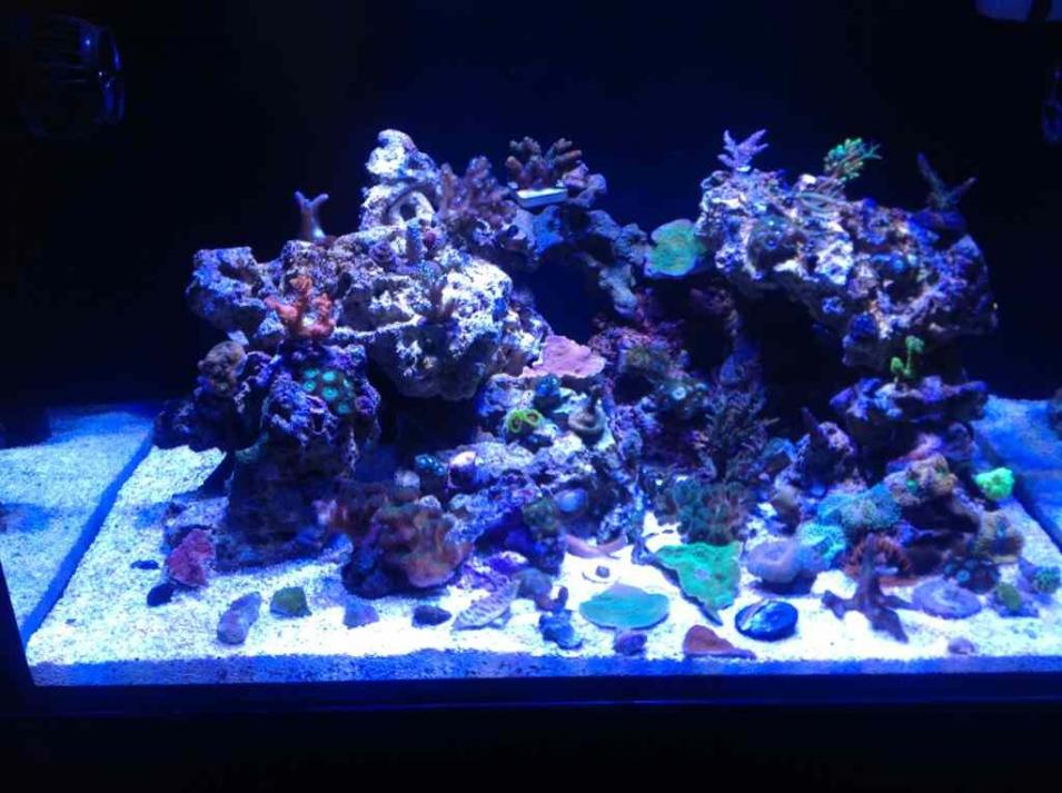 ImageUploadedByReef2Reef Aquarium Forum1368140143.159695.jpg