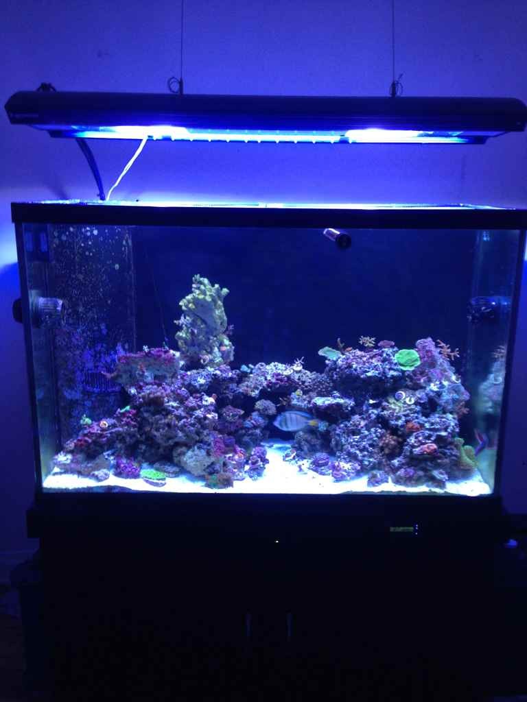 ImageUploadedByReef2Reef Aquarium Forum1368462187.048126.jpg