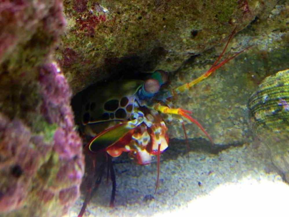 ImageUploadedByReef2Reef Aquarium Forum1369166925.286019.jpg