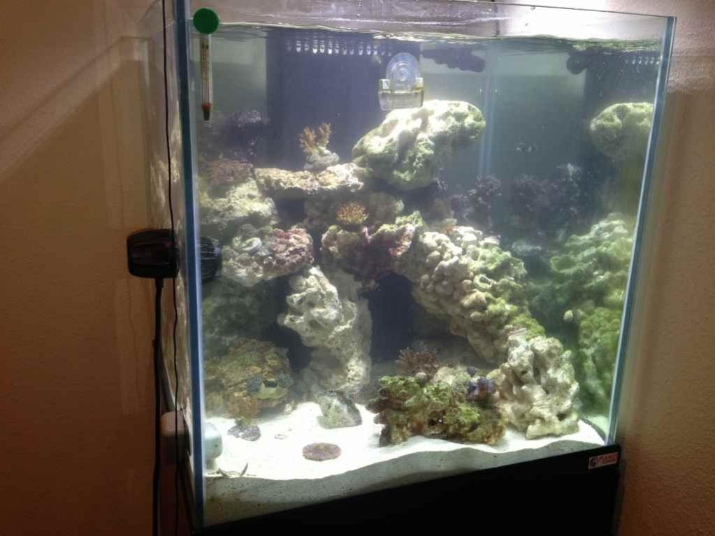 ImageUploadedByReef2Reef Aquarium Forum1369281756.332533.jpg