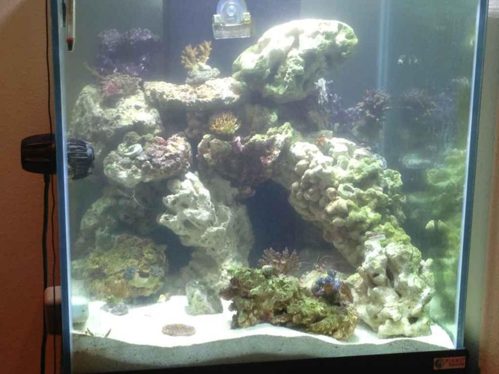 ImageUploadedByReef2Reef Aquarium Forum1369281773.432388.jpg