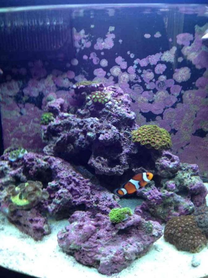 ImageUploadedByReef2Reef Aquarium Forum1370559374.496443.jpg