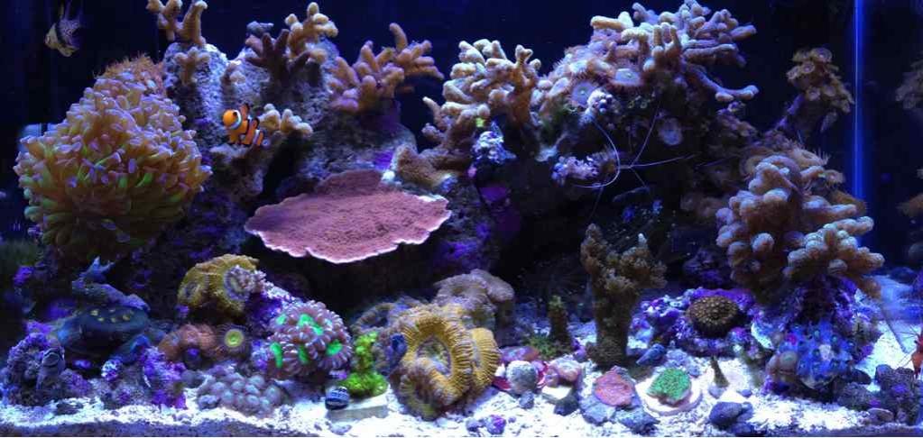 ImageUploadedByReef2Reef Aquarium Forum1370565989.025306.jpg