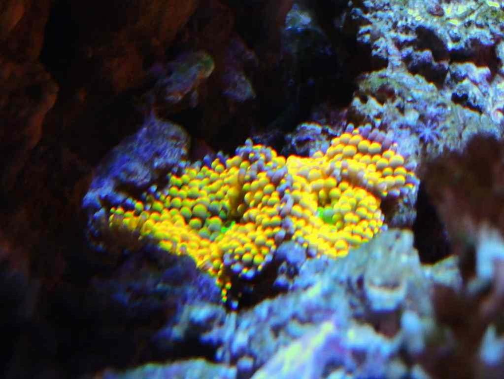 ImageUploadedByReef2Reef Aquarium Forum1370881762.931943.jpg