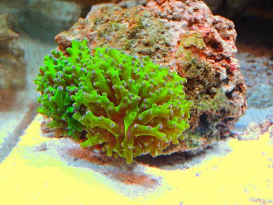 ImageUploadedByReef2Reef Aquarium Forum1370881776.365480.jpg