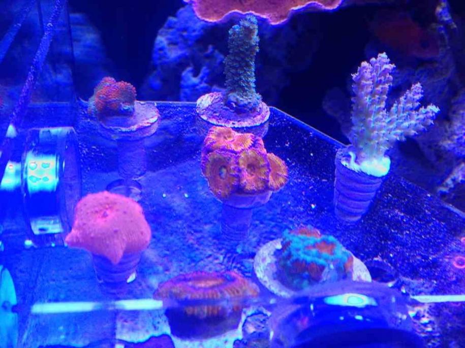 ImageUploadedByReef2Reef Aquarium Forum1371694459.211114.jpg