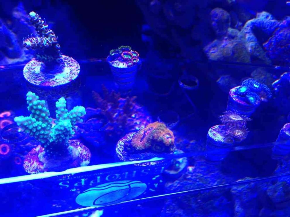 ImageUploadedByReef2Reef Aquarium Forum1371760775.981639.jpg