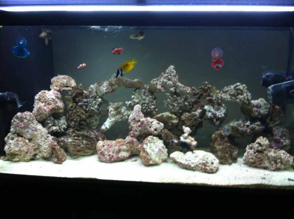 ImageUploadedByReef2Reef Aquarium Forum1372281784.387487.jpg