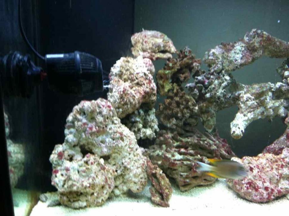 ImageUploadedByReef2Reef Aquarium Forum1372281800.818175.jpg