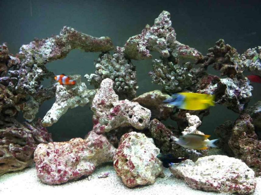 ImageUploadedByReef2Reef Aquarium Forum1372281812.406030.jpg