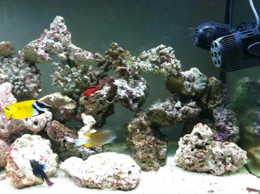 ImageUploadedByReef2Reef Aquarium Forum1372281823.721362.jpg