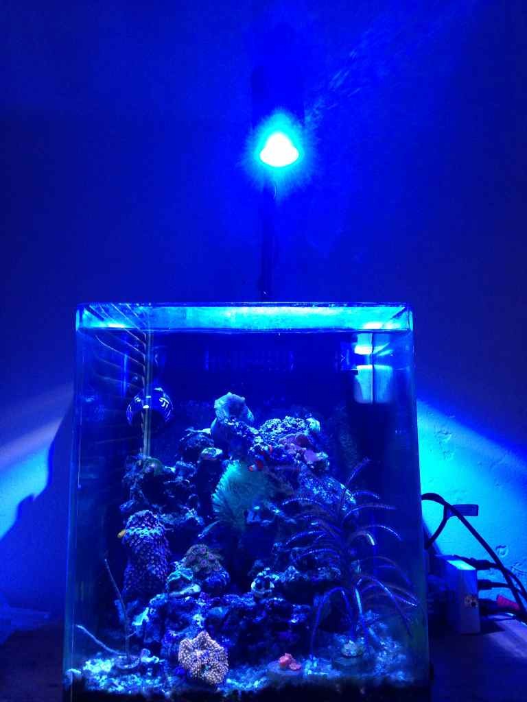 ImageUploadedByReef2Reef Aquarium Forum1372851688.401207.jpg