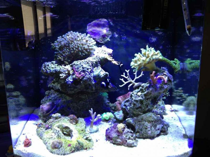 ImageUploadedByReef2Reef Aquarium Forum1372856062.728819.jpg