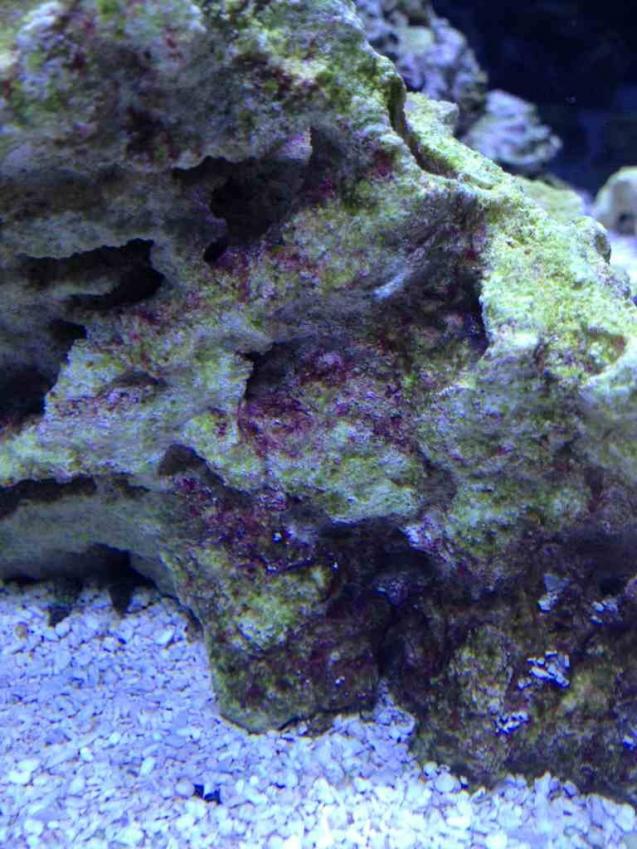 ImageUploadedByReef2Reef Aquarium Forum1372936402.019924.jpg