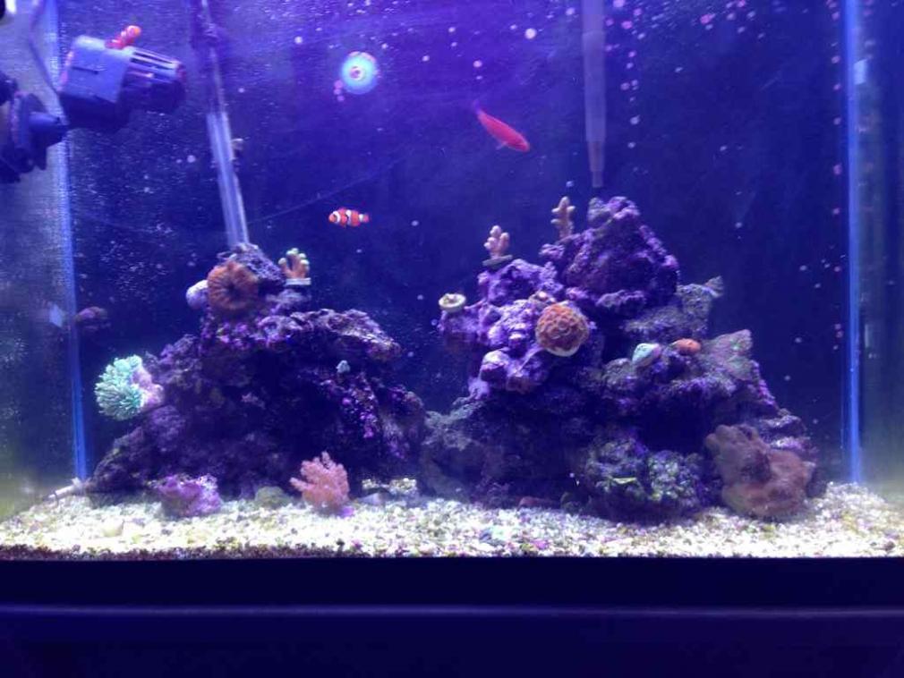 ImageUploadedByReef2Reef Aquarium Forum1372955524.568478.jpg