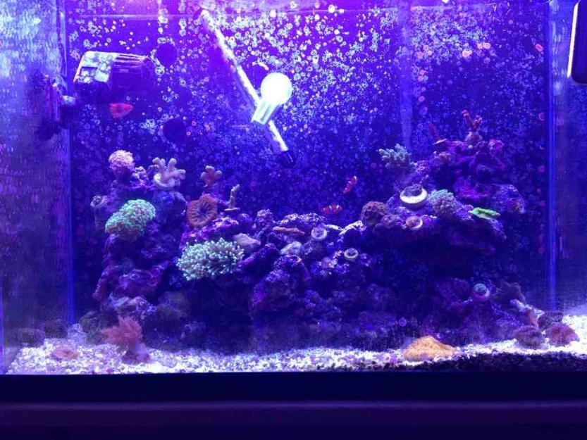 ImageUploadedByReef2Reef Aquarium Forum1372955550.502111.jpg