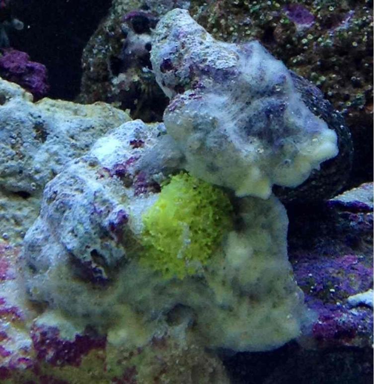 ImageUploadedByReef2Reef Aquarium Forum1373316096.601039.jpg