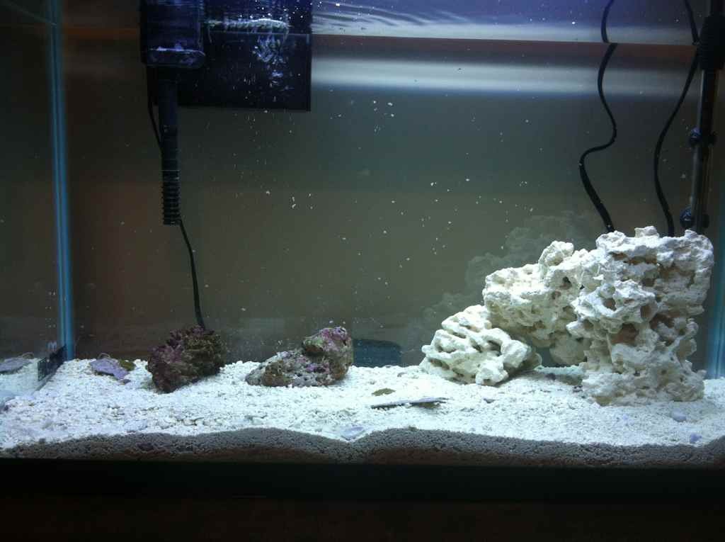 ImageUploadedByReef2Reef Aquarium Forum1373335636.073835.jpg