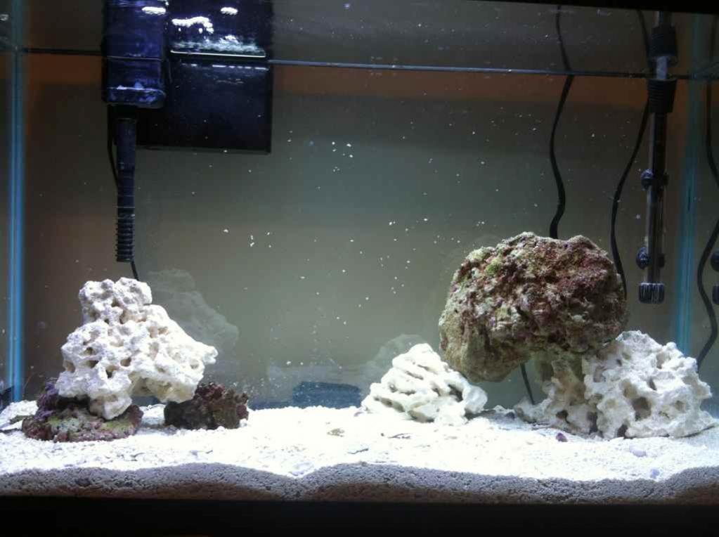 ImageUploadedByReef2Reef Aquarium Forum1373498237.424097.jpg