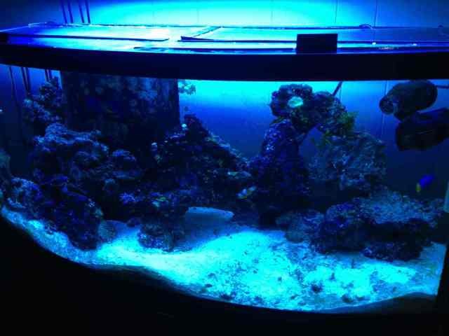 ImageUploadedByReef2Reef Aquarium Forum1374068402.289383.jpg