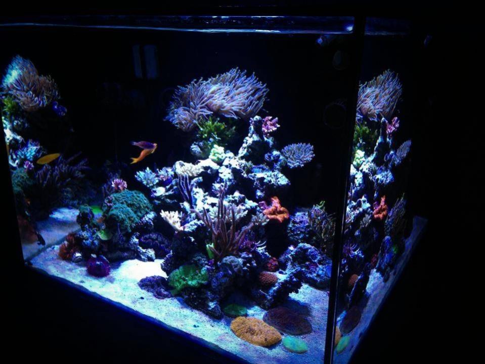 ImageUploadedByReef2Reef Aquarium Forum1374378442.958916.jpg