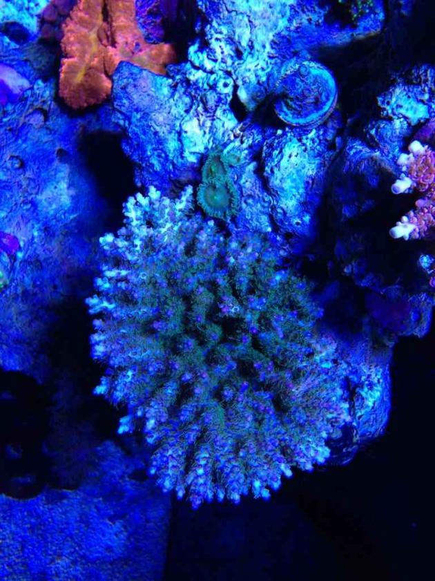 ImageUploadedByReef2Reef Aquarium Forum1374378482.970789.jpg