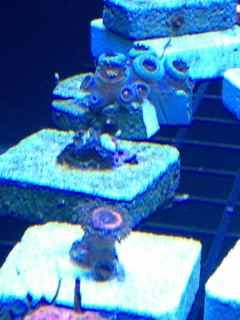 ImageUploadedByReef2Reef Aquarium Forum1375657406.294267.jpg