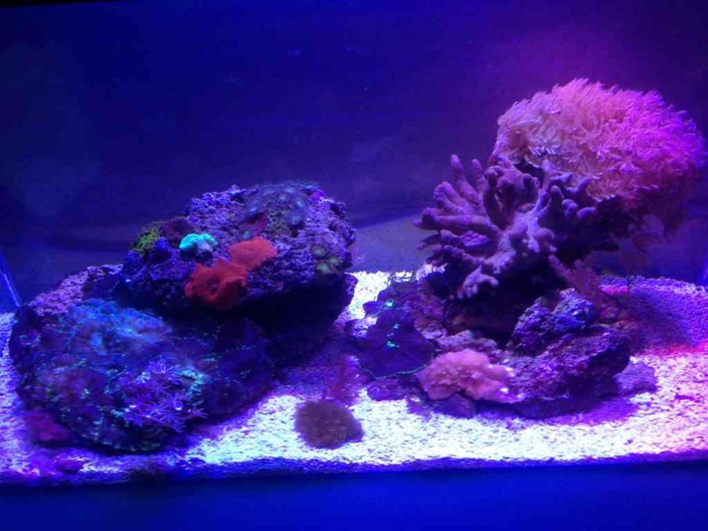 ImageUploadedByReef2Reef Aquarium Forum1376139069.723292.jpg