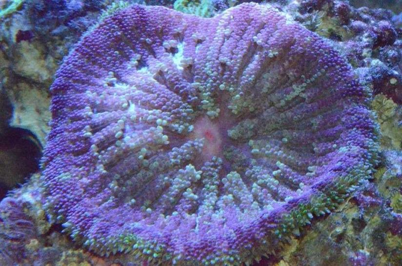 ImageUploadedByReef2Reef Aquarium Forum1376445317.258531.jpg