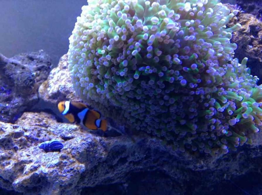 ImageUploadedByReef2Reef Aquarium Forum1376454844.287161.jpg