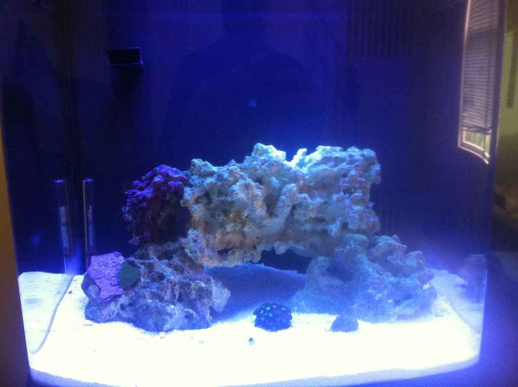 ImageUploadedByReef2Reef Aquarium Forum1377024306.291858.jpg