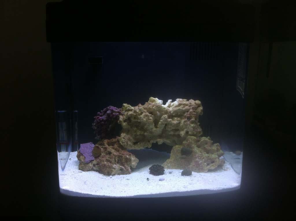 ImageUploadedByReef2Reef Aquarium Forum1377024336.834067.jpg