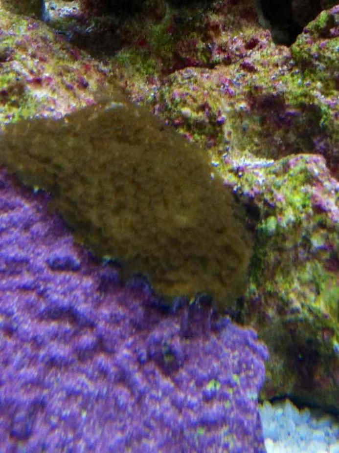 ImageUploadedByReef2Reef Aquarium Forum1377209450.886110.jpg