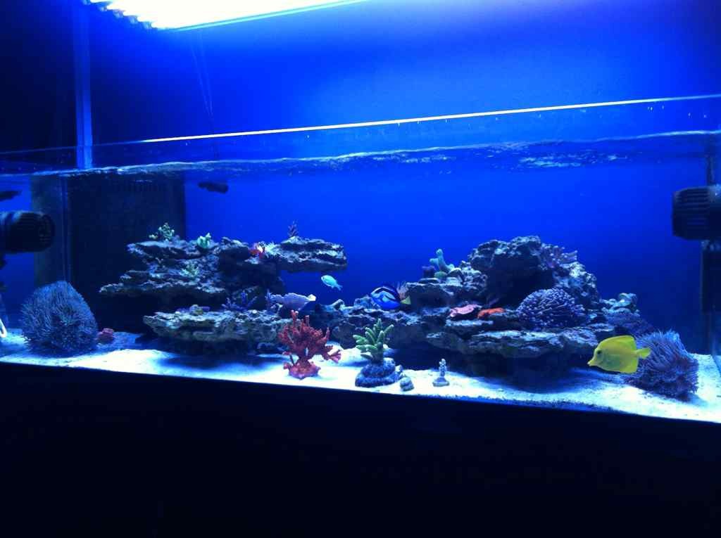 ImageUploadedByReef2Reef Aquarium Forum1377286679.864464.jpg