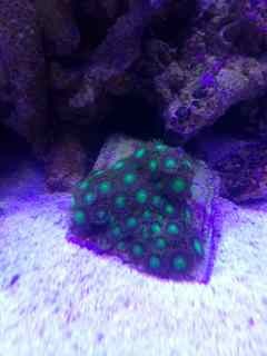 ImageUploadedByReef2Reef Aquarium Forum1377381916.441644.jpg