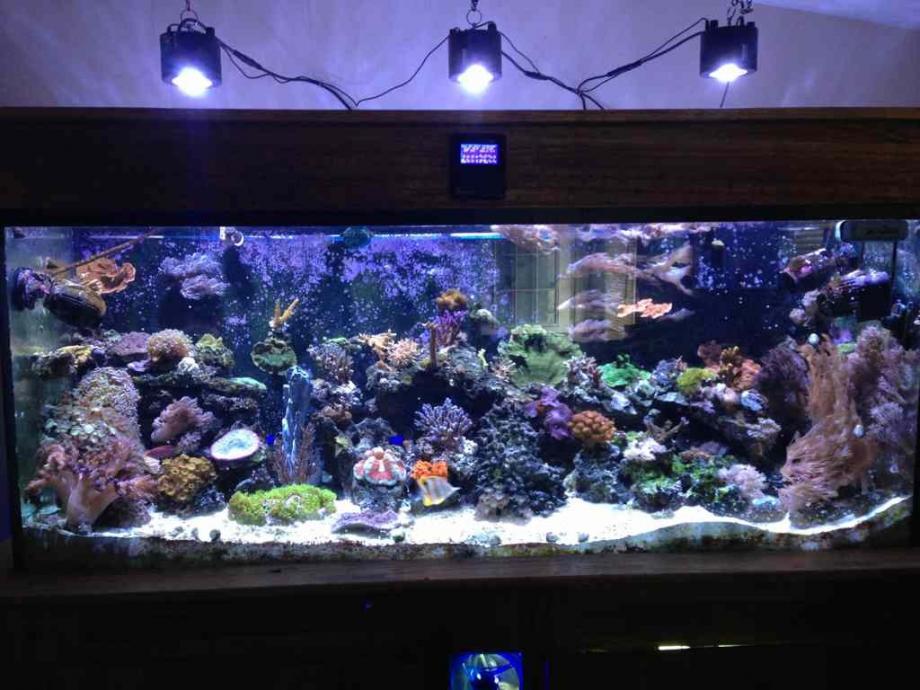 ImageUploadedByReef2Reef Aquarium Forum1377660289.616681.jpg