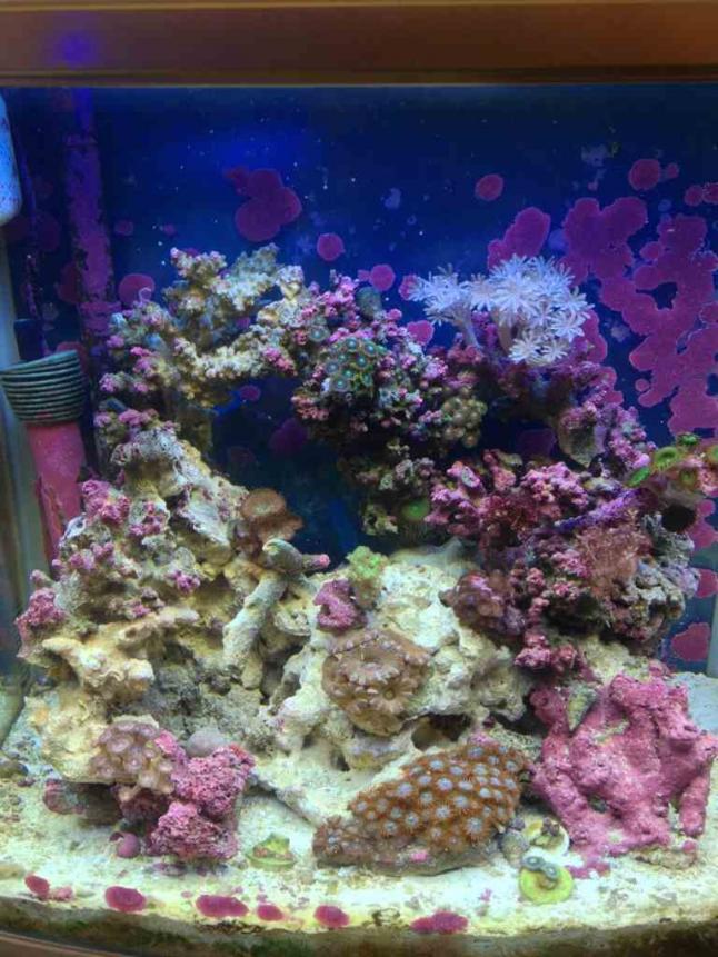 ImageUploadedByReef2Reef Aquarium Forum1378170449.858574.jpg