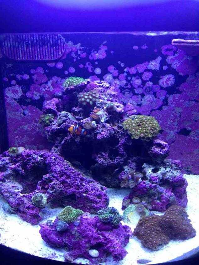 ImageUploadedByReef2Reef Aquarium Forum1378220442.285961.jpg