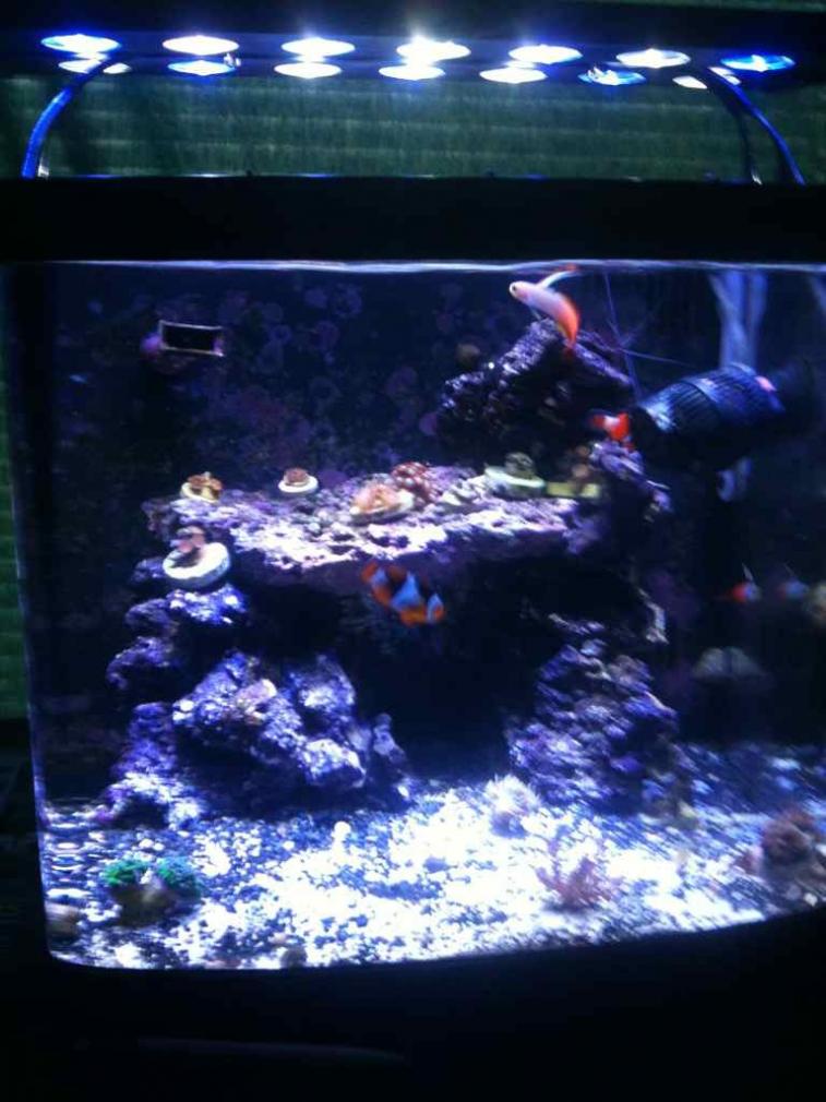 ImageUploadedByReef2Reef Aquarium Forum1378222227.695745.jpg