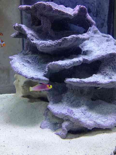 ImageUploadedByReef2Reef Aquarium Forum1379800980.496272.jpg