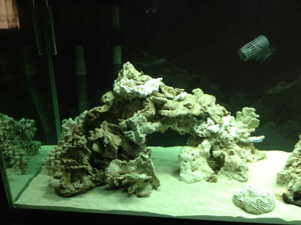 ImageUploadedByReef2Reef Aquarium Forum1379864354.885866.jpg