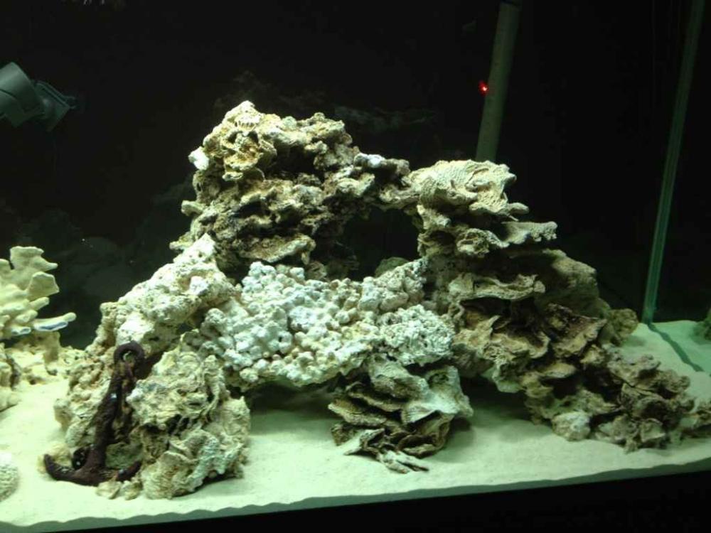 ImageUploadedByReef2Reef Aquarium Forum1379864409.807545.jpg