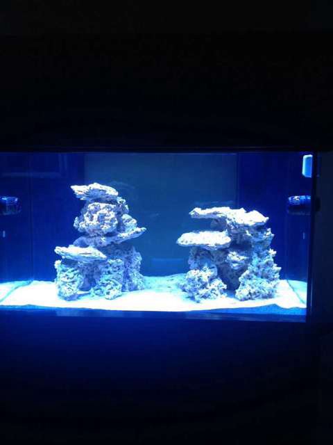 ImageUploadedByReef2Reef Aquarium Forum1379887265.665005.jpg