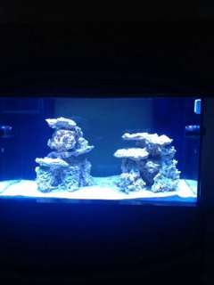 ImageUploadedByReef2Reef Aquarium Forum1379887279.849012.jpg